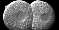Early Embryonic Cell Division Title Image