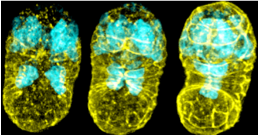Embryonic Development Title Image