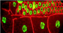 Germline Morphology Title Image